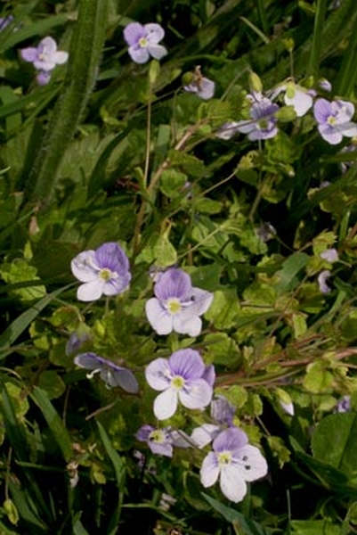 Pflanzenbild gross Faden-Ehrenpreis - Veronica filiformis