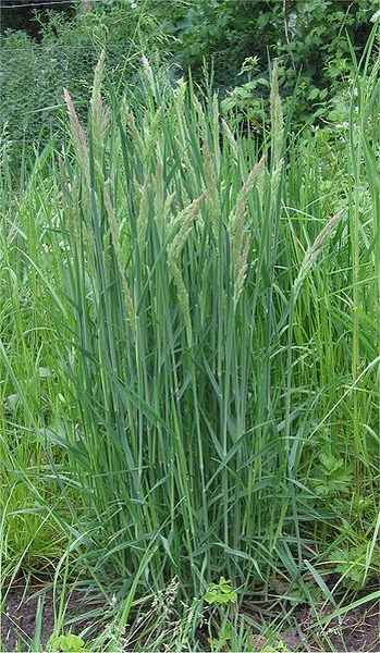 Pflanzenbild gross Wolliges Honiggras - Holcus lanatus