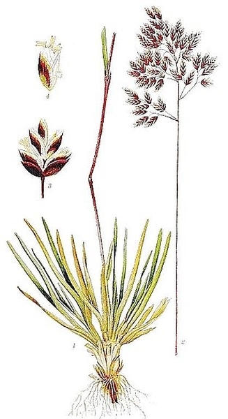 Pflanzenbild gross Alpen-Rispengras - Poa alpina