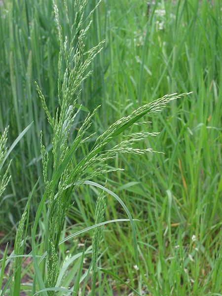 Pflanzenbild gross Gemeines Rispengras - Poa trivialis