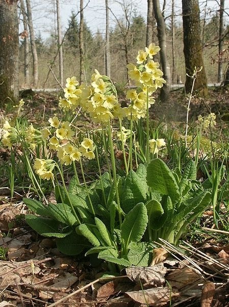 Pflanzenbild gross Wald-Schlüsselblume - Primula elatior