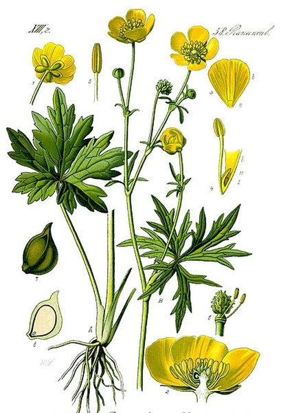 Pflanzenbild gross Scharfer Hahnenfuss - Ranunculus acris