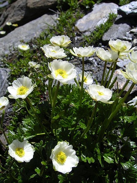 Pflanzenbild gross Alpen-Hahnenfuss - Ranunculus alpestris