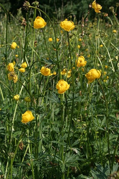 Pflanzenbild gross Europäische Trollblume - Trollius europaeus