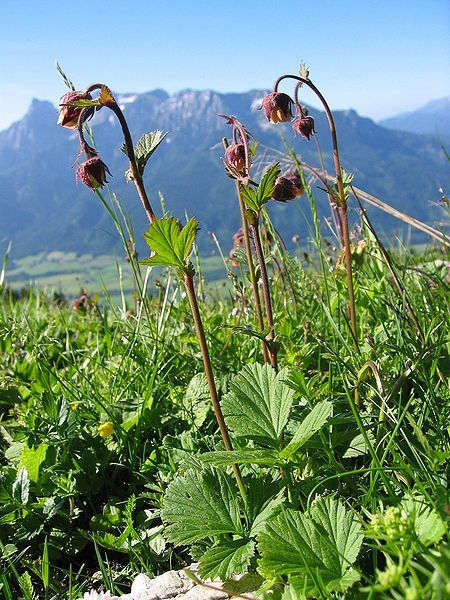 Pflanzenbild gross Bach-Nelkenwurz - Geum rivale