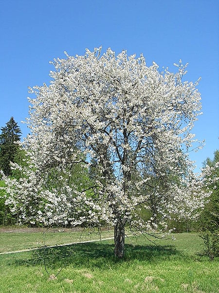 Pflanzenbild gross Süsskirsche - Prunus avium