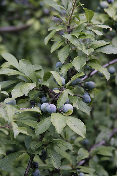 Pflanzenbild gross Schwarzdorn - Prunus spinosa