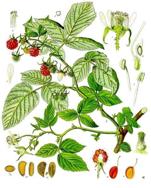 Pflanzenbild gross Himbeere - Rubus idaeus