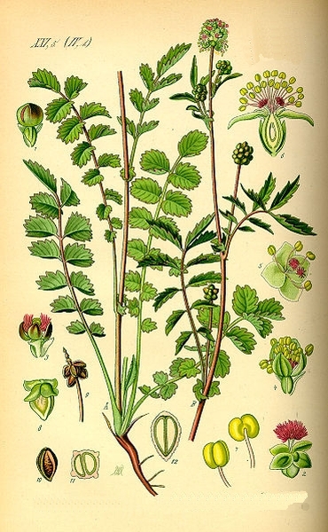 Pflanzenbild gross Kleiner Wiesenknopf - Sanguisorba minor