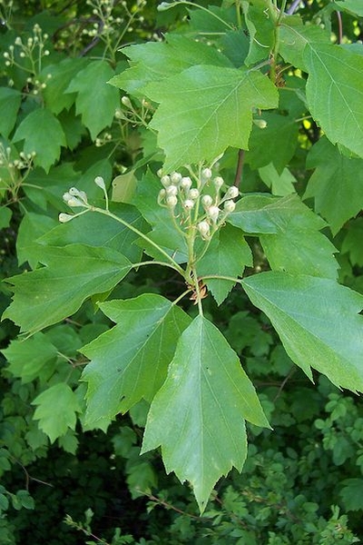 Pflanzenbild gross Elsbeerbaum - Sorbus torminalis