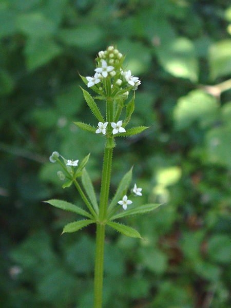 Pflanzenbild gross Kletten-Labkraut - Galium aparine