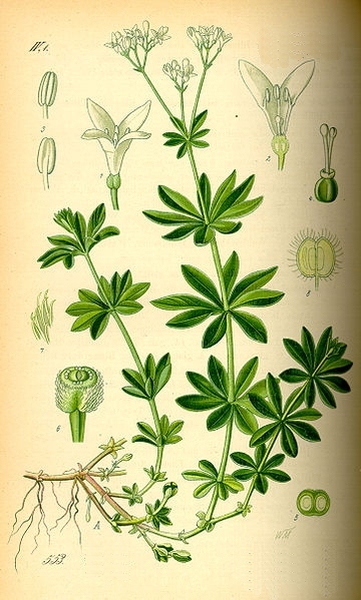 Pflanzenbild gross Echter Waldmeister - Galium odoratum