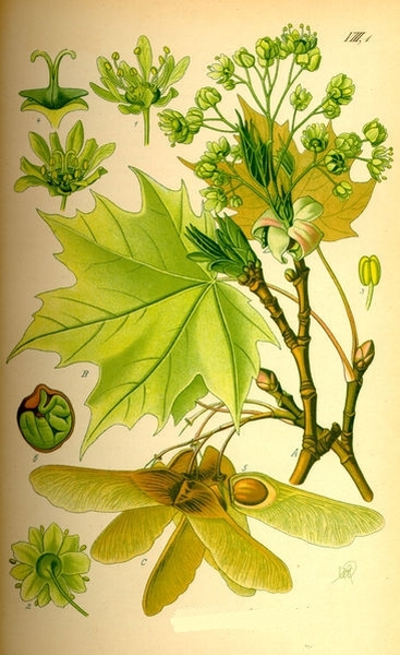Pflanzenbild gross Spitz-Ahorn - Acer platanoides