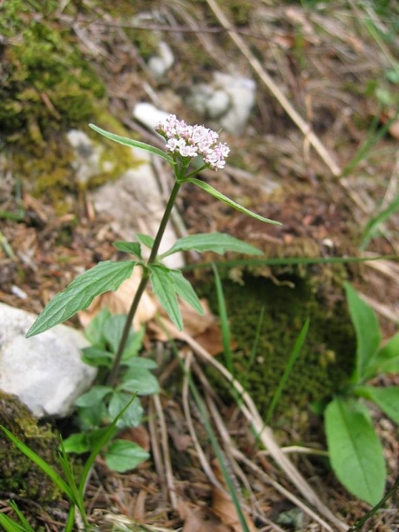 Pflanzenbild gross Dreiblatt-Baldrian - Valeriana tripteris