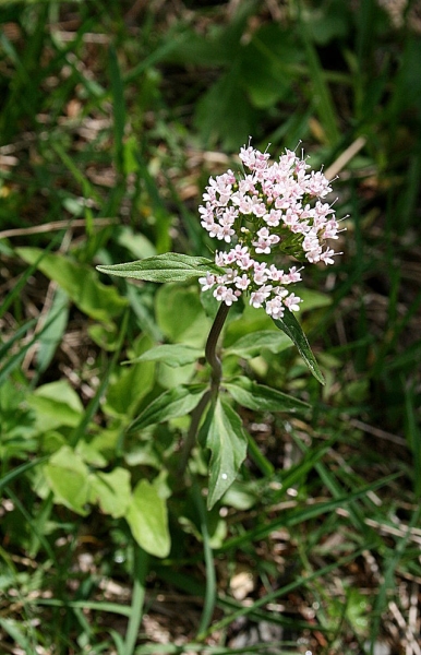 Pflanzenbild gross Dreiblatt-Baldrian - Valeriana tripteris