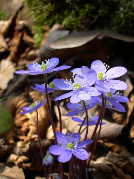 Pflanzenbild gross Leberblümchen - Hepatica nobilis