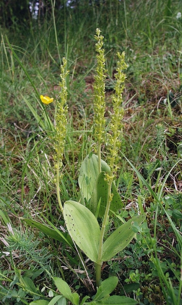 Pflanzenbild gross Grosses Zweiblatt - Listera ovata