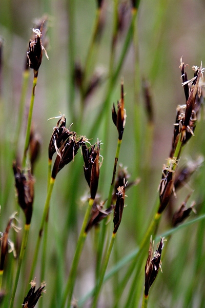 Pflanzenbild gross Rostrote Kopfbinse - Schoenus ferrugineus