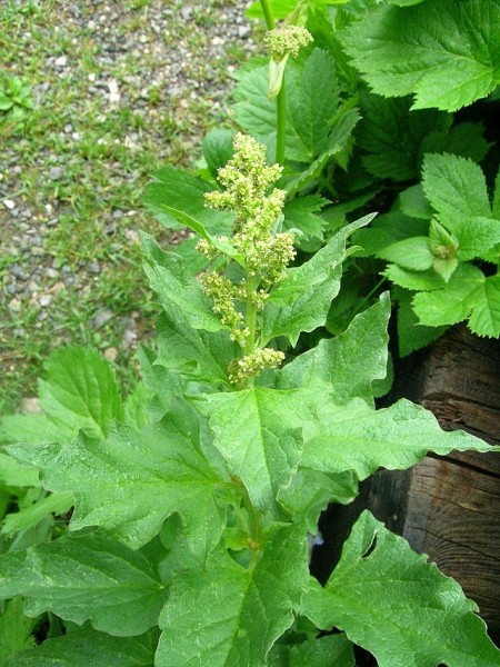 Pflanzenbild gross Guter Heinrich - Chenopodium bonus-henricus