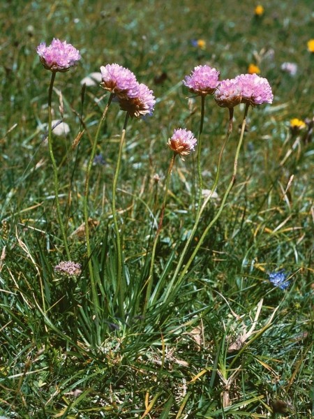 Pflanzenbild gross Alpen-Grasnelke - Armeria alpina subsp. alpina
