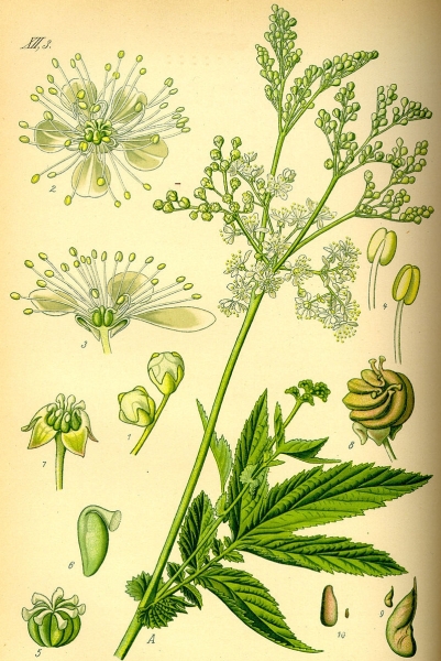 Pflanzenbild gross Moor-Geissbart - Filipendula ulmaria