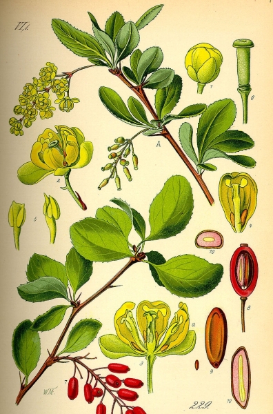 Pflanzenbild gross Gemeine Berberitze - Berberis vulgaris