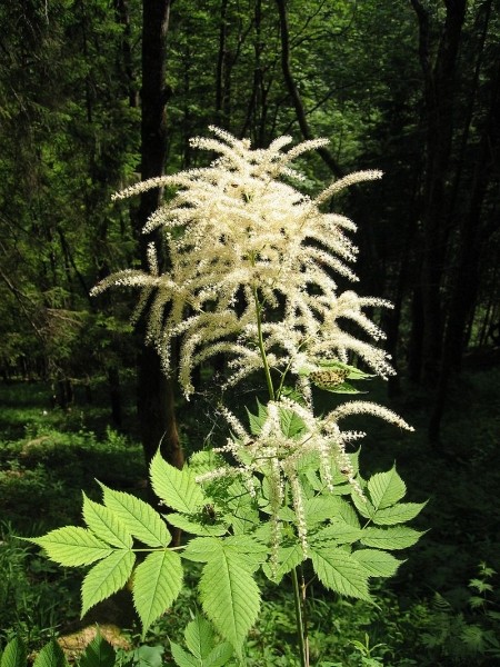 Pflanzenbild gross Wald-Geissbart - Aruncus dioicus