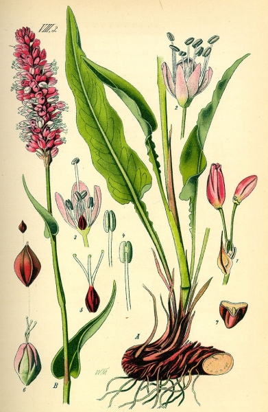 Pflanzenbild gross Schlangen-Knöterich - Polygonum bistorta