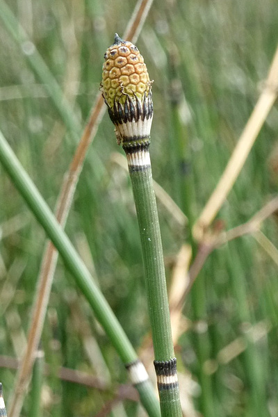 Pflanzenbild gross Winter-Schachtelhalm - Equisetum hyemale