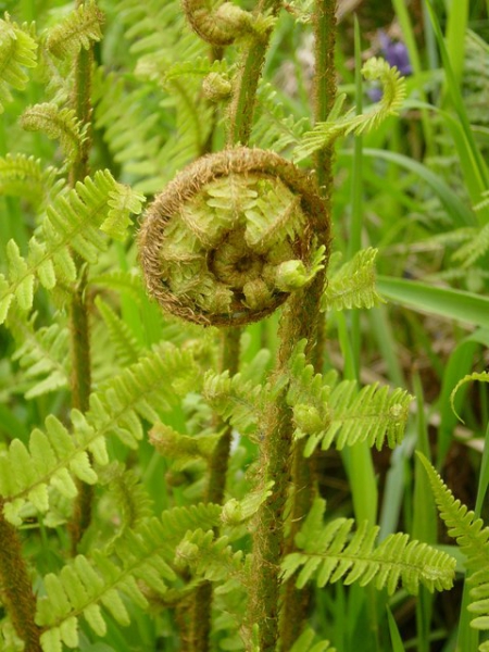 Pflanzenbild gross Echter Wurmfarn - Dryopteris filix-mas