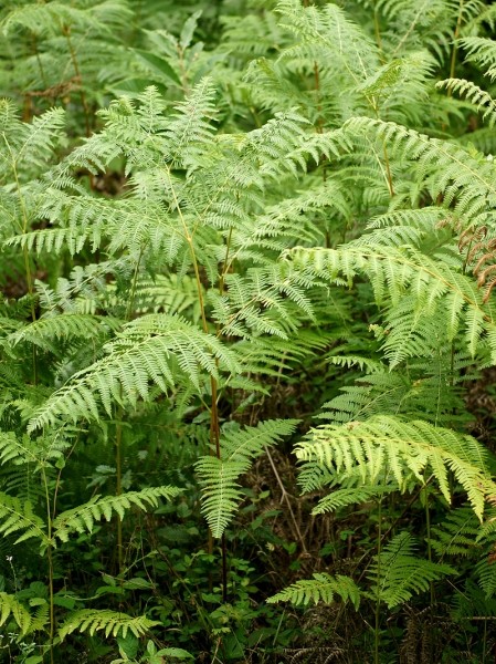 Pflanzenbild gross Adlerfarn - Pteridium aquilinum
