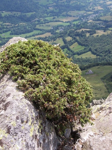 Pflanzenbild gross Zwerg-Wacholder - Juniperus communis subsp. alpina