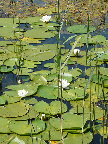 Pflanzenbild gross Weisse Seerose - Nymphaea alba