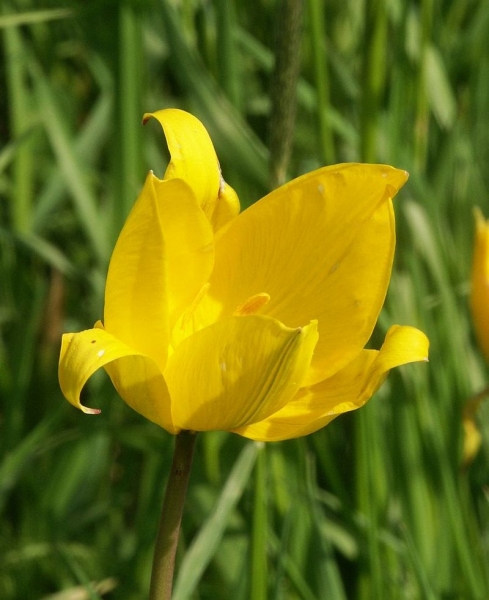 Pflanzenbild gross Weinberg-Tulpe - Tulipa sylvestris