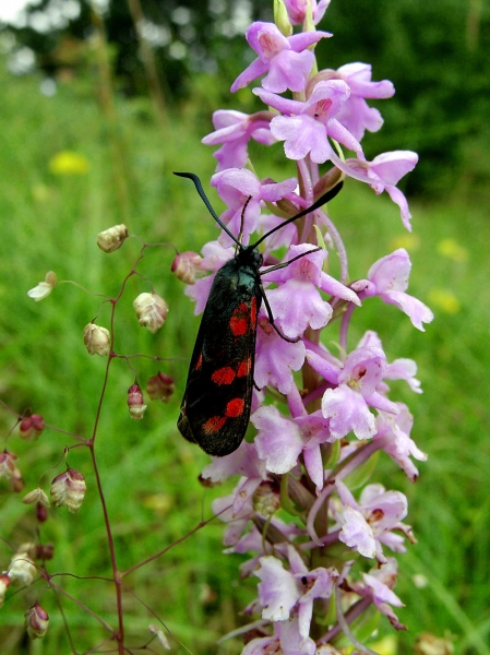 Pflanzenbild gross Langspornige Handwurz - Gymnadenia conopsea