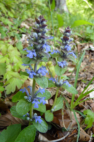Pflanzenbild gross Kriechender Günsel - Ajuga reptans