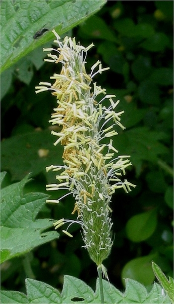 Pflanzenbild gross Wiesen-Fuchsschwanz - Alopecurus pratensis