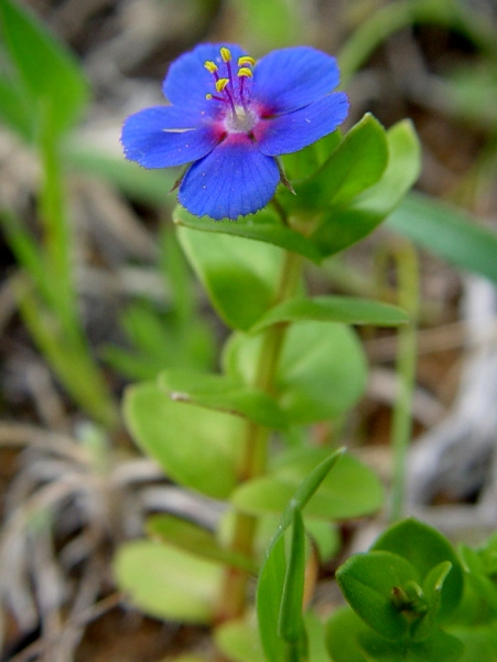 Pflanzenbild gross Acker-Gauchheil - Anagallis arvensis