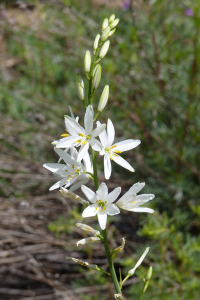 Pflanzenbild gross Astlose Graslilie - Anthericum liliago