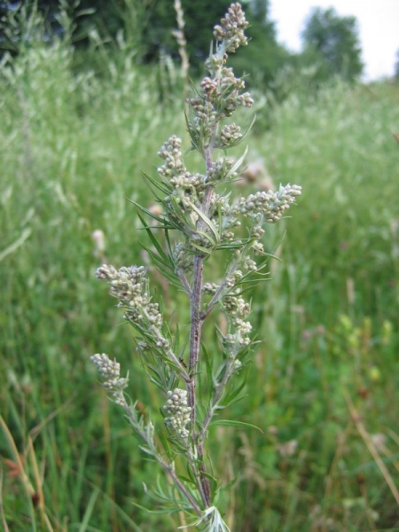 Pflanzenbild gross Gemeiner Beifuss - Artemisia vulgaris