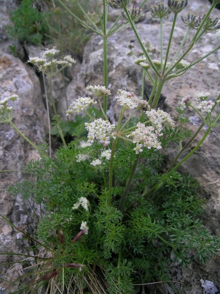 Pflanzenbild gross Augenwurz - Athamanta cretensis