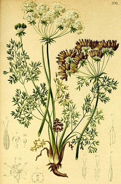 Pflanzenbild gross Augenwurz - Athamanta cretensis
