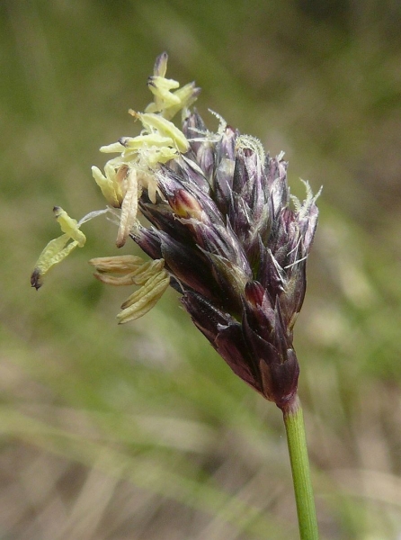 Pflanzenbild gross Kalk-Blaugras - Sesleria caerulea