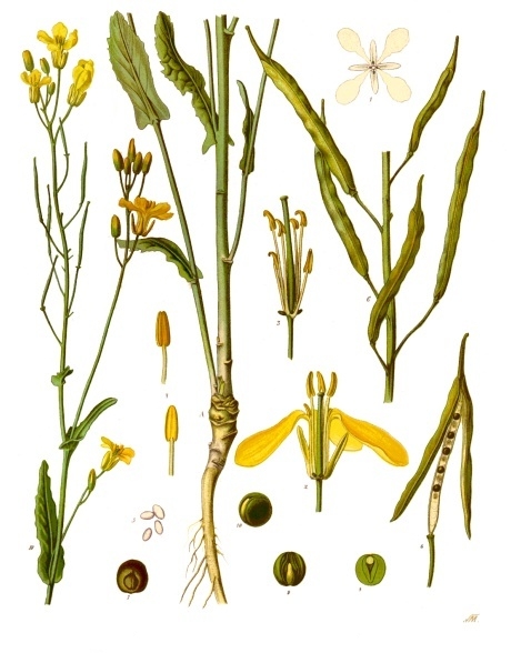 Pflanzenbild gross Raps - Brassica napus