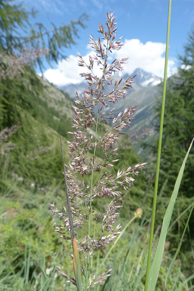 Pflanzenbild gross Berg-Reitgras - Calamagrostis varia