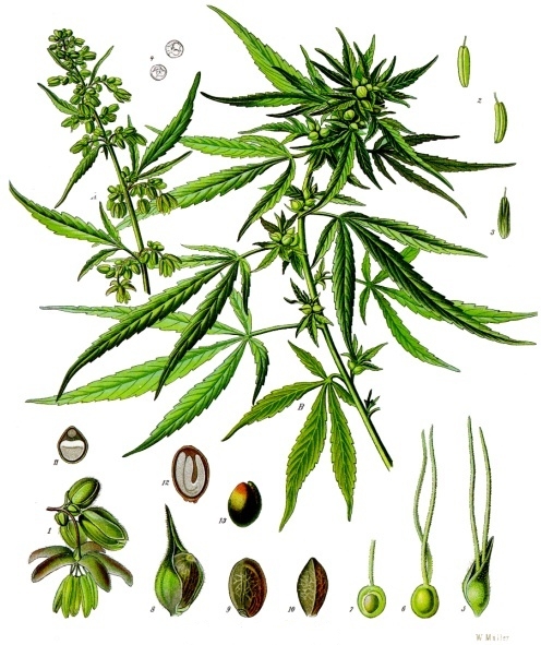 Pflanzenbild gross Hanf - Cannabis sativa