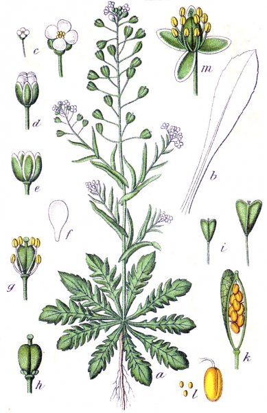 Pflanzenbild gross Gemeines Hirtentäschel - Capsella bursa-pastoris