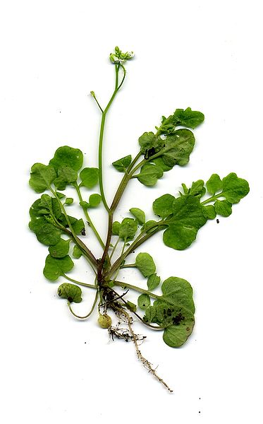 Pflanzenbild gross Vielstängeliges Schaumkraut - Cardamine hirsuta