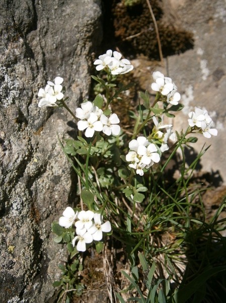 Pflanzenbild gross Resedablättriges Schaumkraut - Cardamine resedifolia