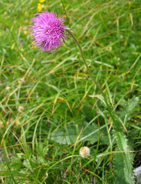 Pflanzenbild gross Berg-Distel - Carduus defloratus
